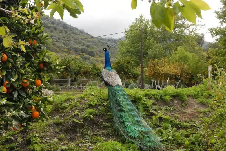Crete: A Journey Through Chania's Hidden Gems