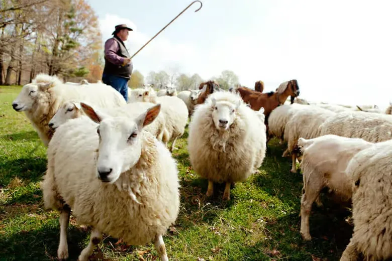Crete: Private Olive Oil, Honey & Shepherd Tour with Lunch