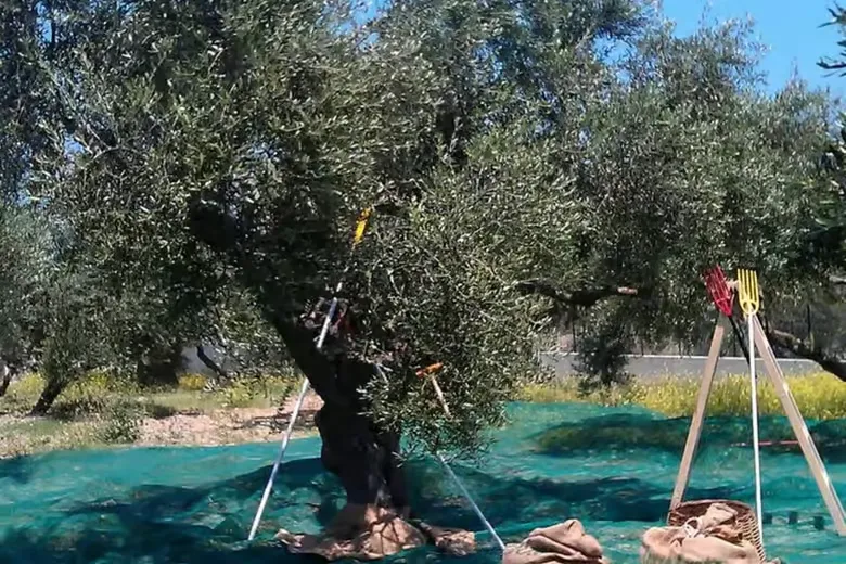 Crete: Wine, Craft Beer, Olive Oil Tasting & Forest Lunch