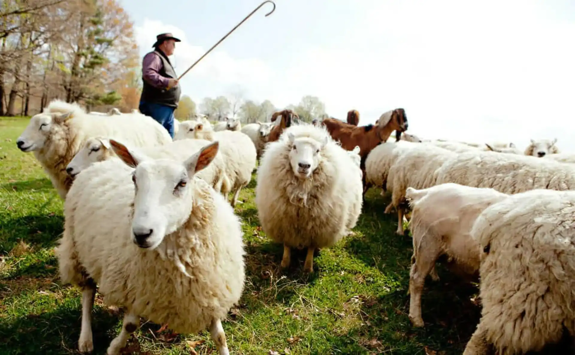 Private Olive Oil, Honey & Shepherd Tour with Lunch