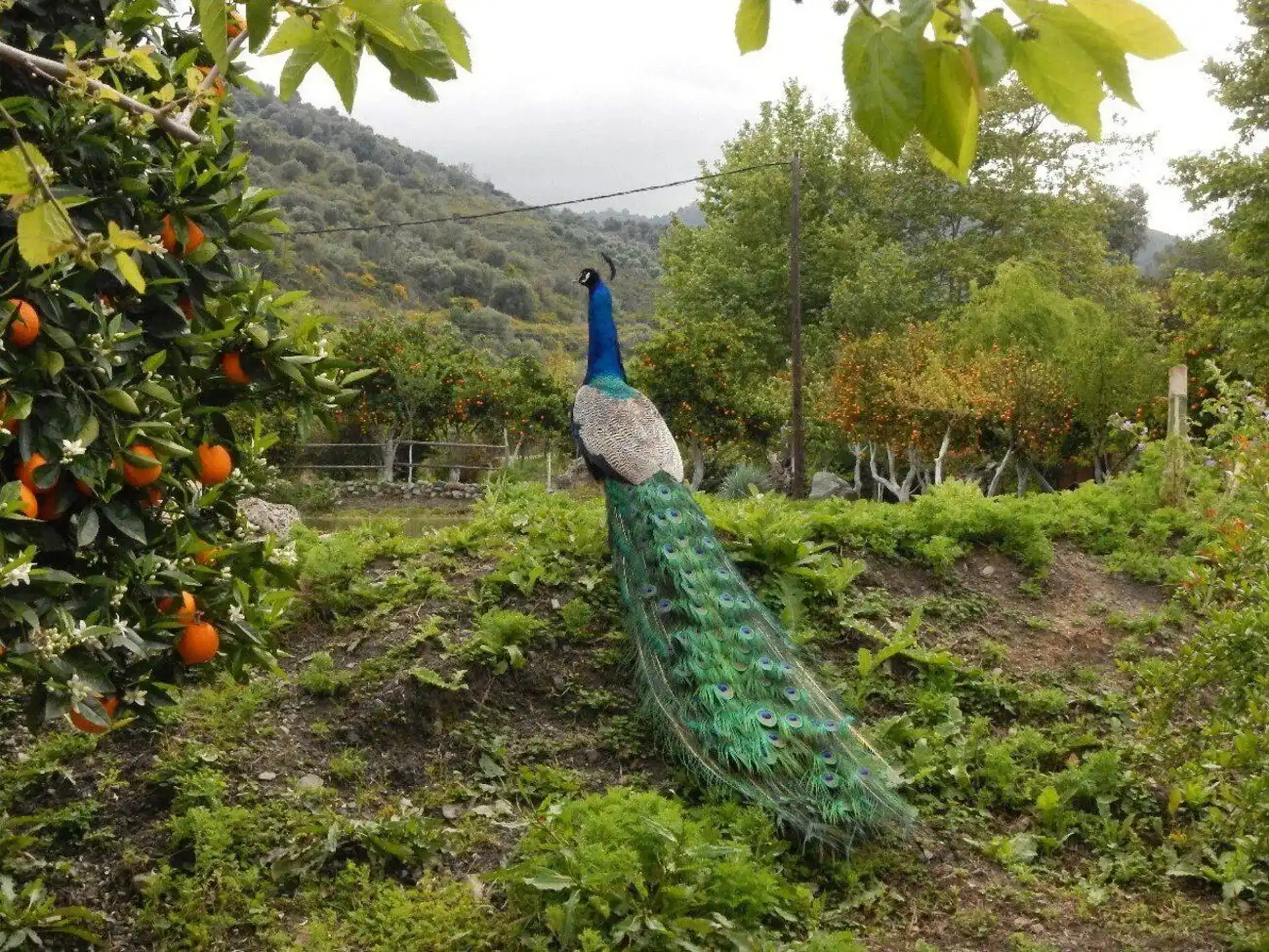 A Journey Through Chania's Hidden Gems