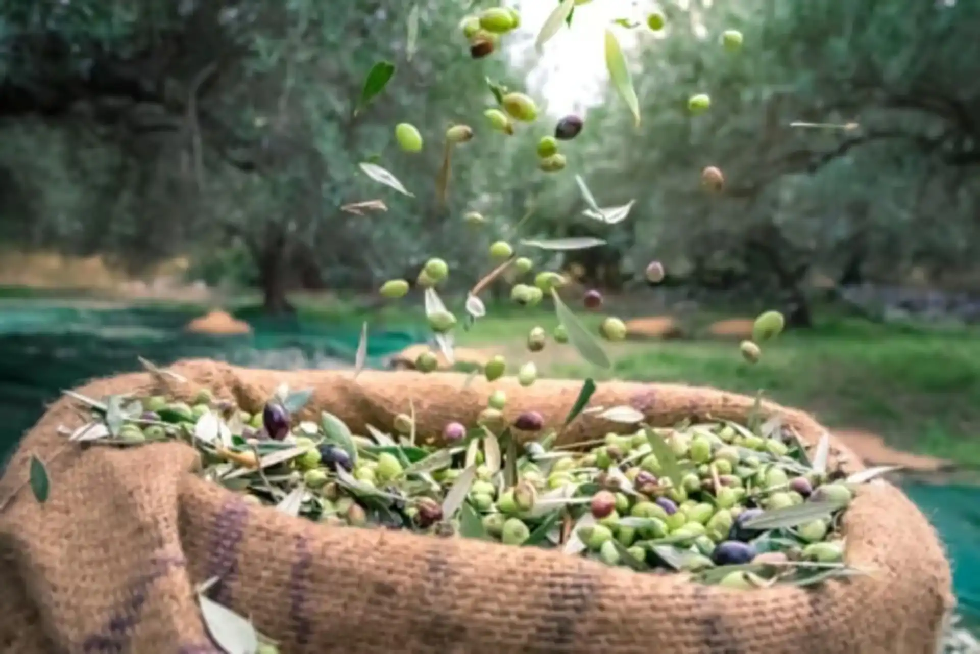 Wine, Craft Beer, Olive Oil Tasting & Forest Lunch