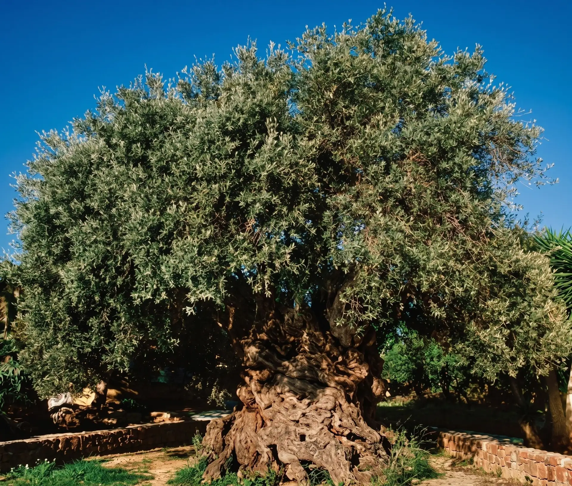 Wine, Beer & Olive Oil Tasting Tour